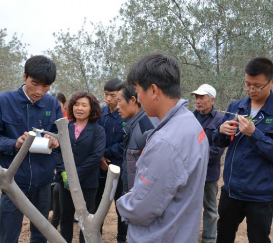 公司從產(chǎn)業(yè)鏈起始端著手，引進(jìn)良種優(yōu)苗，繁育基地苗圃，優(yōu)化樹(shù)種，以?xún)?yōu)質(zhì)的橄欖樹(shù)苗為生產(chǎn)特級(jí)初榨橄欖油提供基礎(chǔ)保障。在以自建萬(wàn)畝國(guó)家標(biāo)準(zhǔn)化油橄欖..